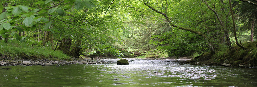 The Quair